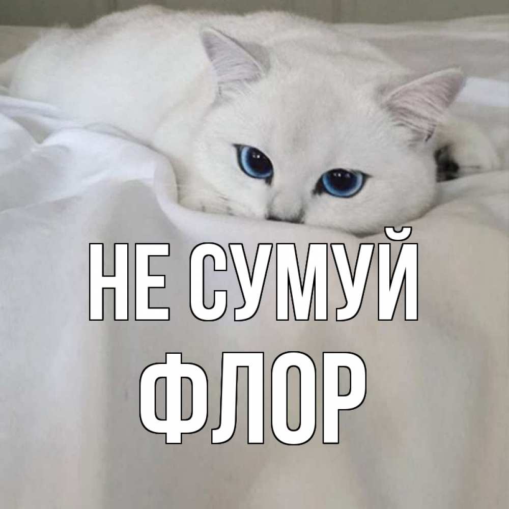 Открытка на каждый день з підписом, Флор Не сумуй белый кот с голубыми глазами на белоснежной кровати Прикольна листівка з побажанням онлайн скачати безкоштовно 