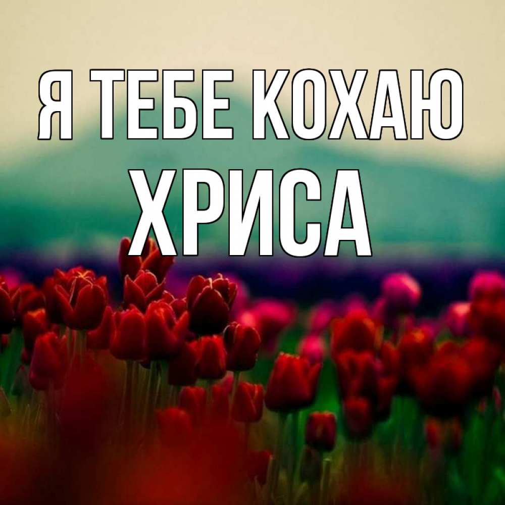 Открытка на каждый день з підписом, Хриса Я тебе кохаю тюльпаны 4 Прикольна листівка з побажанням онлайн скачати безкоштовно 