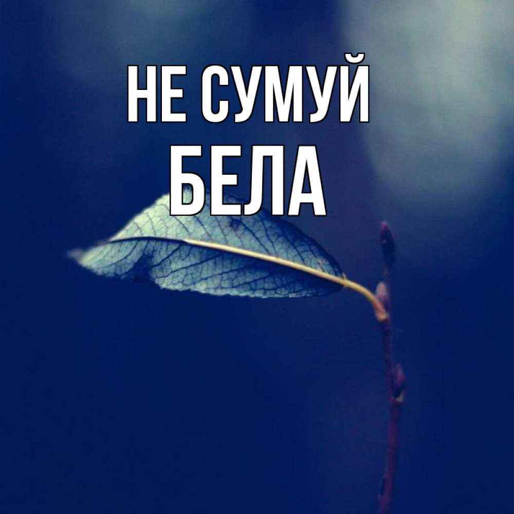 Открытка на каждый день з підписом, Бела Не сумуй растение Прикольна листівка з побажанням онлайн скачати безкоштовно 