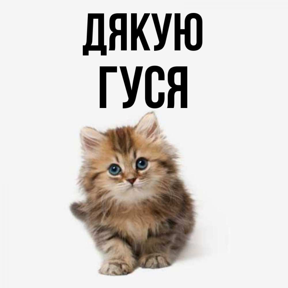Открытка на каждый день з підписом, Гуся Дякую пушистый котик Прикольна листівка з побажанням онлайн скачати безкоштовно 