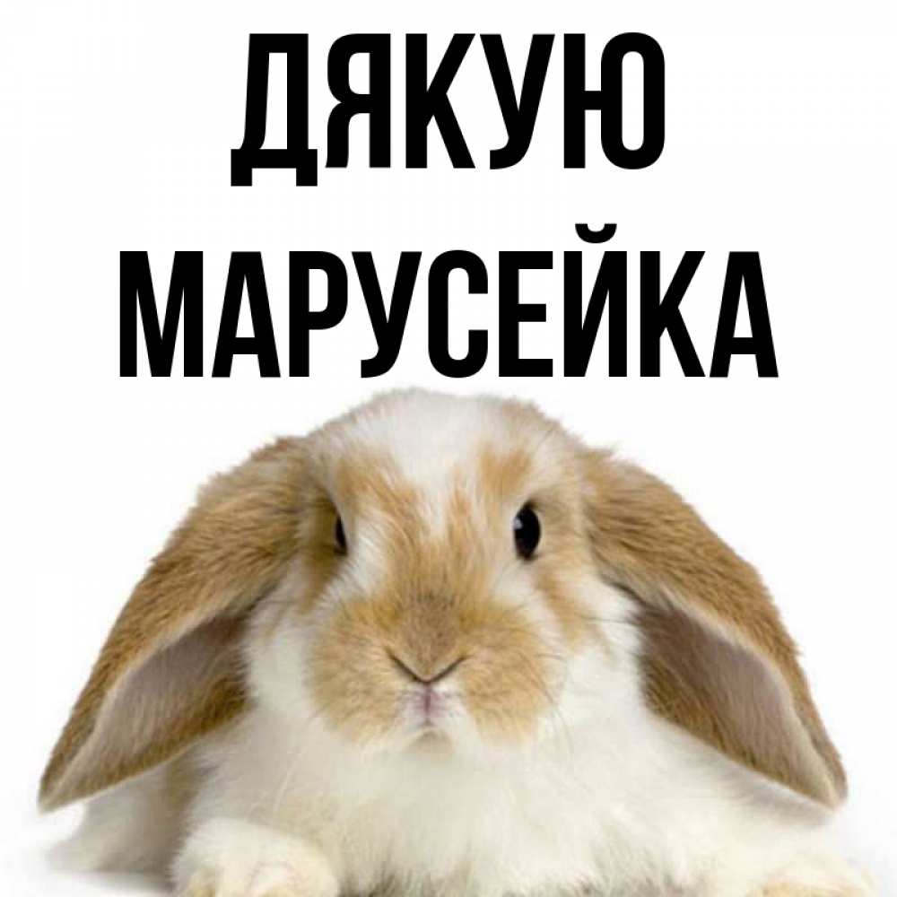Открытка на каждый день з підписом, Марусейка Дякую коричнево белый заяц Прикольна листівка з побажанням онлайн скачати безкоштовно 