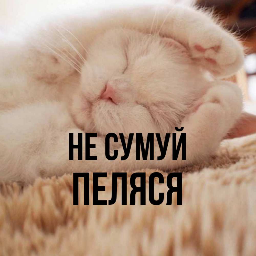 Открытка на каждый день з підписом, Пеляся Не сумуй Котенок спит Прикольна листівка з побажанням онлайн скачати безкоштовно 