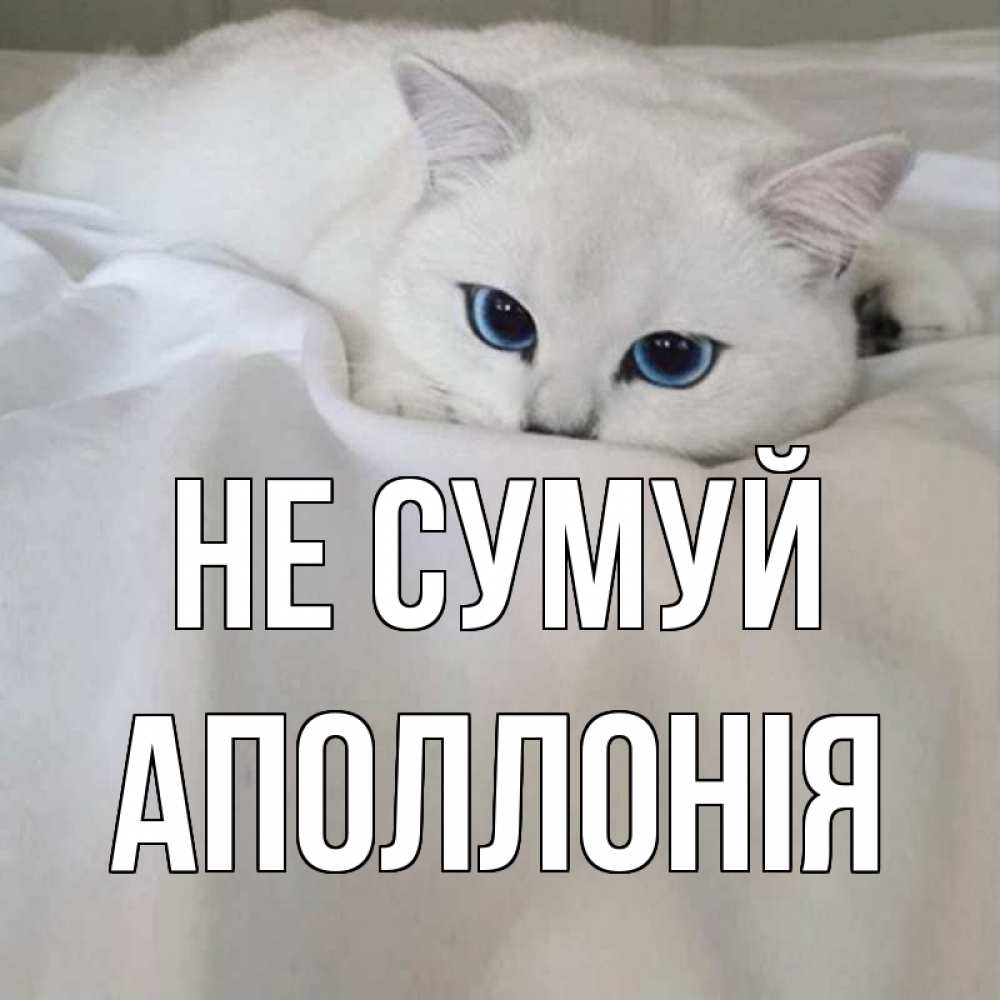Открытка на каждый день з підписом, Аполлонія Не сумуй белый кот с голубыми глазами на белоснежной кровати Прикольна листівка з побажанням онлайн скачати безкоштовно 