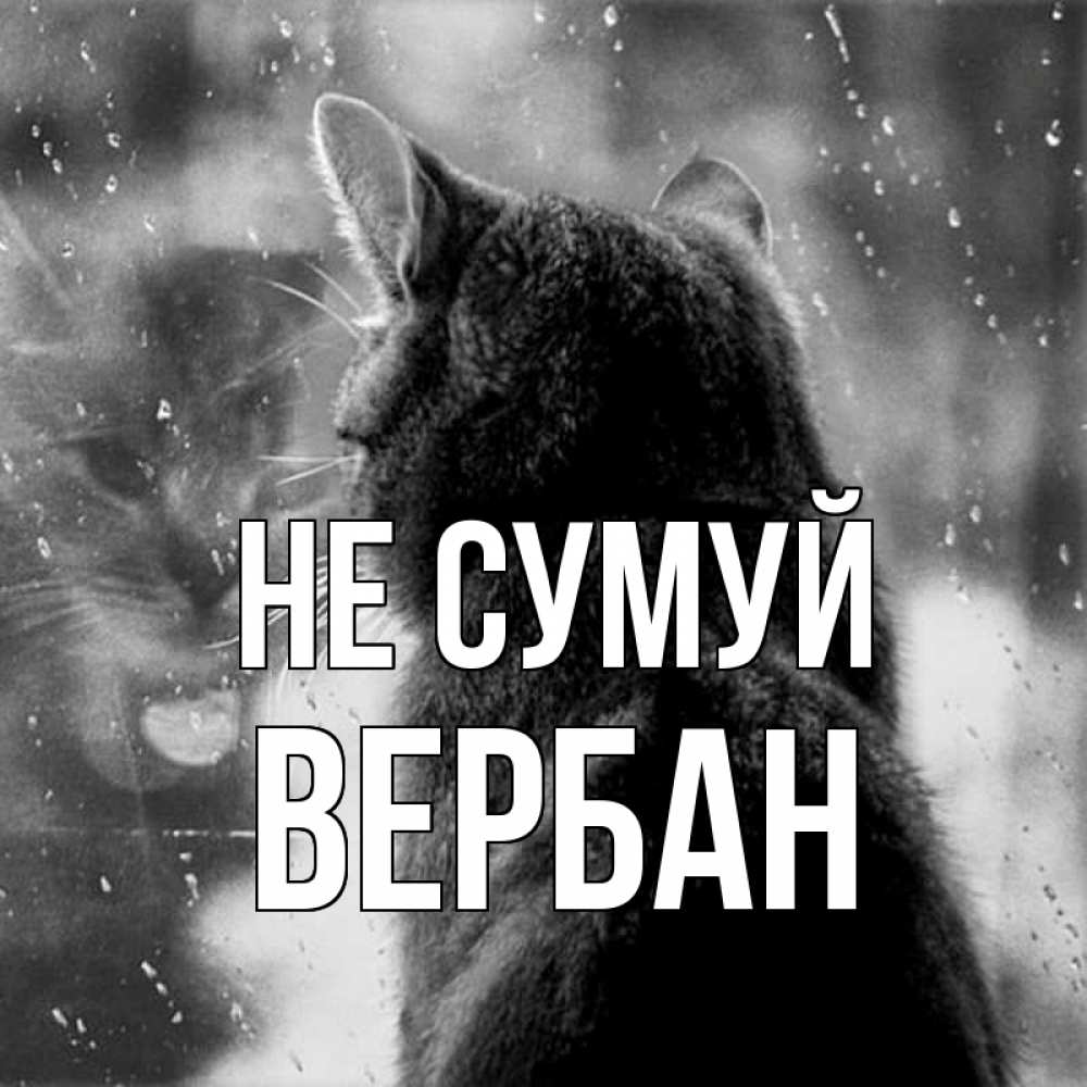 Открытка на каждый день з підписом, Вербан Не сумуй отражение кота 1 Прикольна листівка з побажанням онлайн скачати безкоштовно 