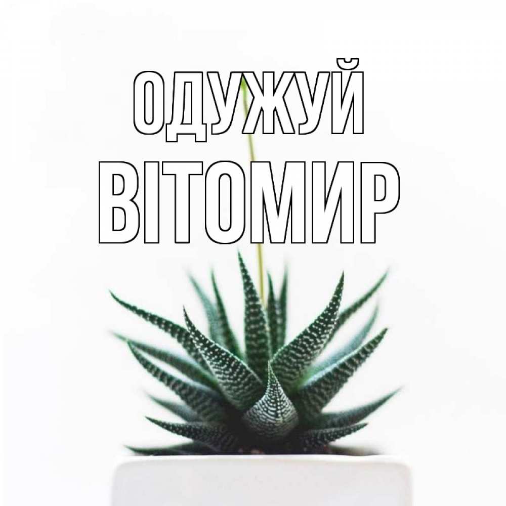 Открытка на каждый день з підписом, Вітомир Одужуй короче это непонятная колючка Прикольна листівка з побажанням онлайн скачати безкоштовно 