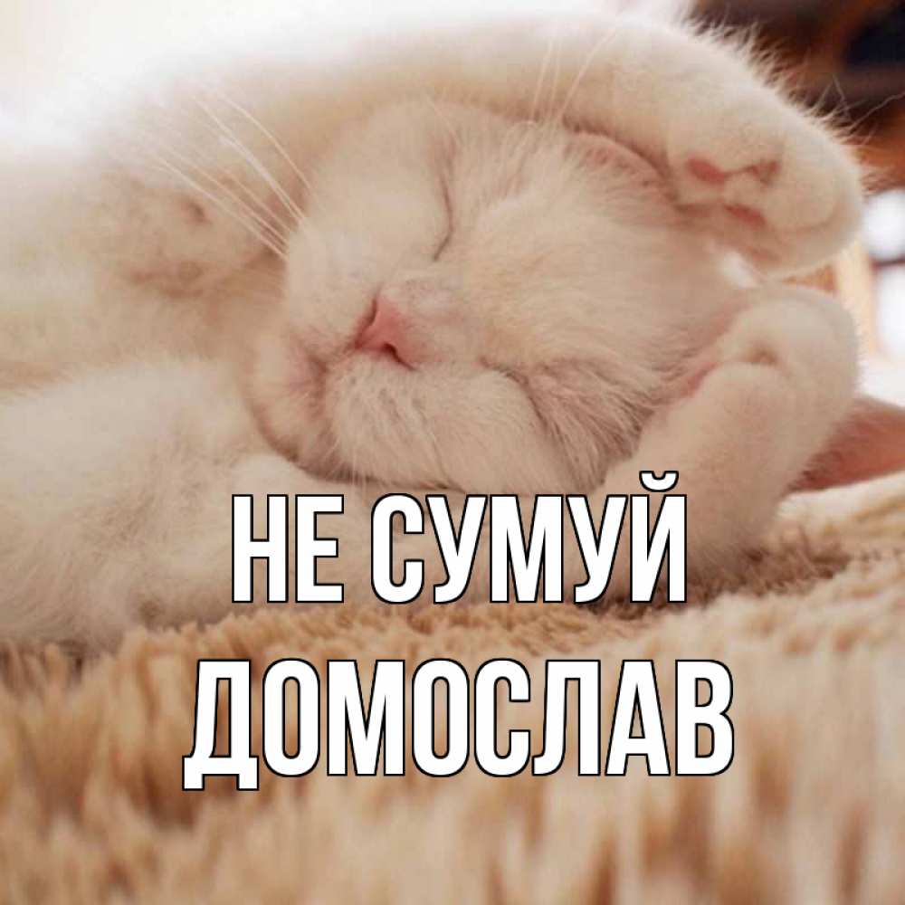 Открытка на каждый день з підписом, Домослав Не сумуй белый кот Прикольна листівка з побажанням онлайн скачати безкоштовно 