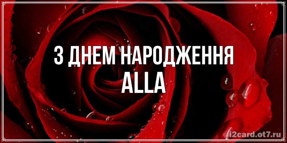 Открытка на каждый день з підписом, Alla З Днем народження крупная бордовая роза Прикольна листівка з побажанням онлайн скачати безкоштовно 