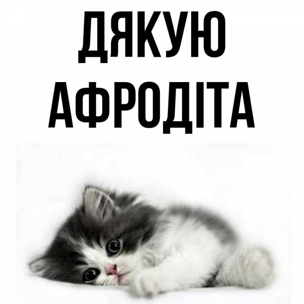 Открытка на каждый день з підписом, Афродіта Дякую черный и белый кот Прикольна листівка з побажанням онлайн скачати безкоштовно 