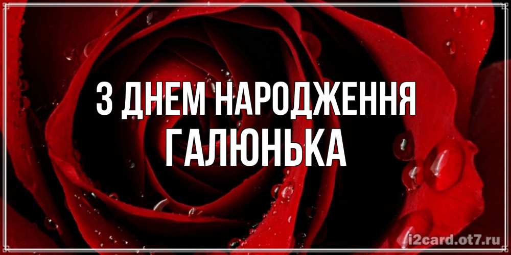 Открытка на каждый день з підписом, Галюнька З Днем народження крупная бордовая роза Прикольна листівка з побажанням онлайн скачати безкоштовно 