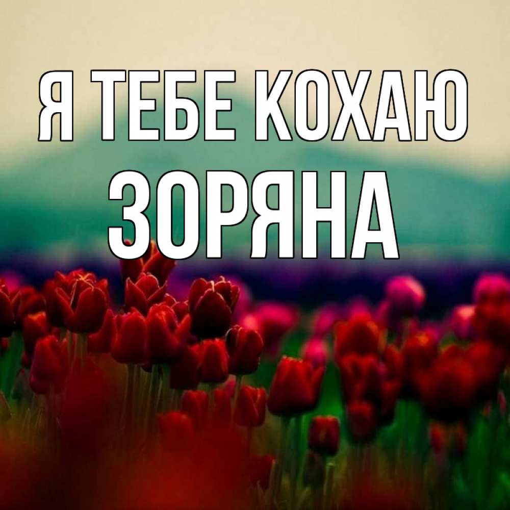 Открытка на каждый день з підписом, Зоряна Я тебе кохаю тюльпаны 4 Прикольна листівка з побажанням онлайн скачати безкоштовно 