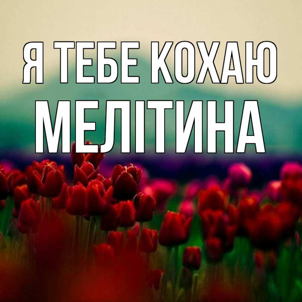 Открытка на каждый день з підписом, Мелітина Я тебе кохаю тюльпаны 4 Прикольна листівка з побажанням онлайн скачати безкоштовно 
