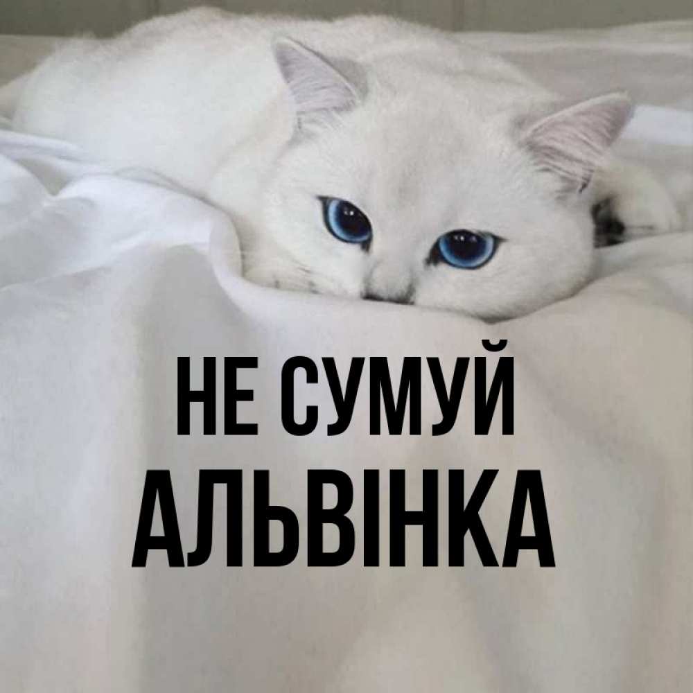 Открытка на каждый день з підписом, Альвінка Не сумуй Голубоглазая кошка Прикольна листівка з побажанням онлайн скачати безкоштовно 
