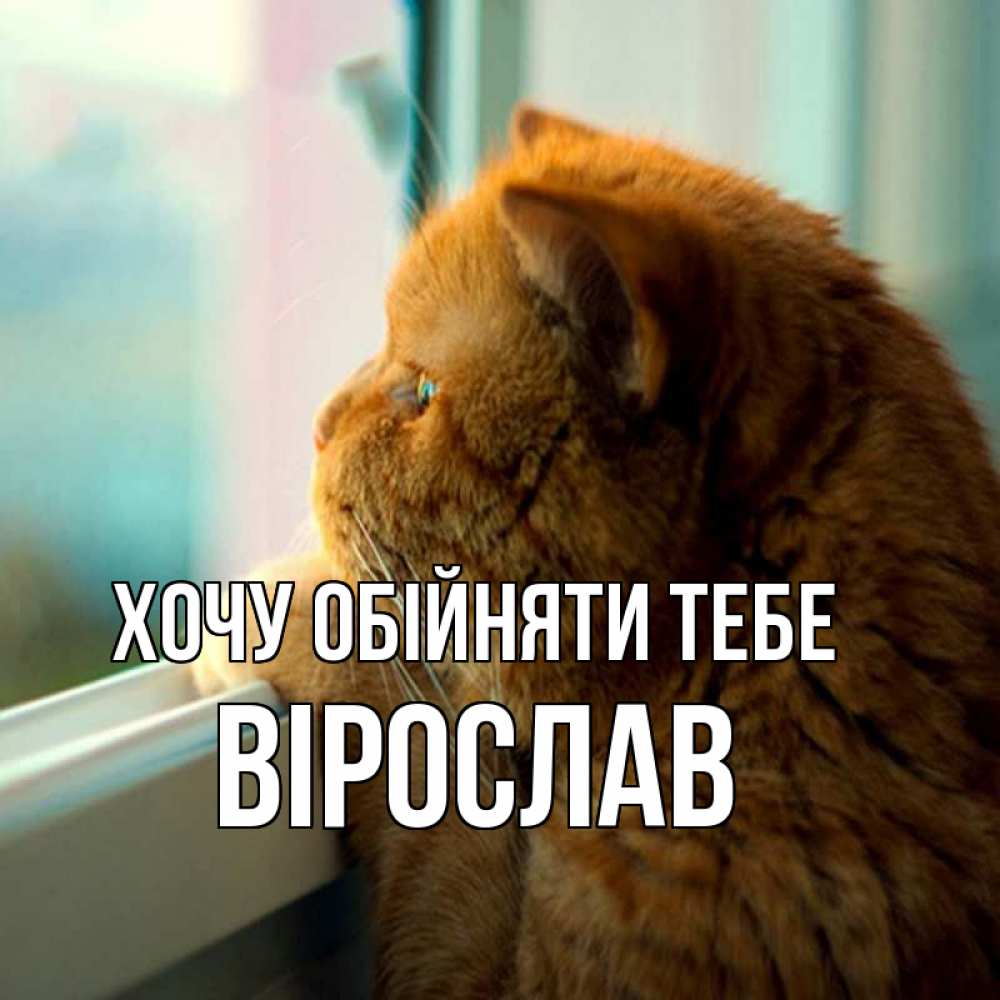 Открытка на каждый день з підписом, Вірослав Хочу обійняти тебе большой огромный рыжий котяра Прикольна листівка з побажанням онлайн скачати безкоштовно 