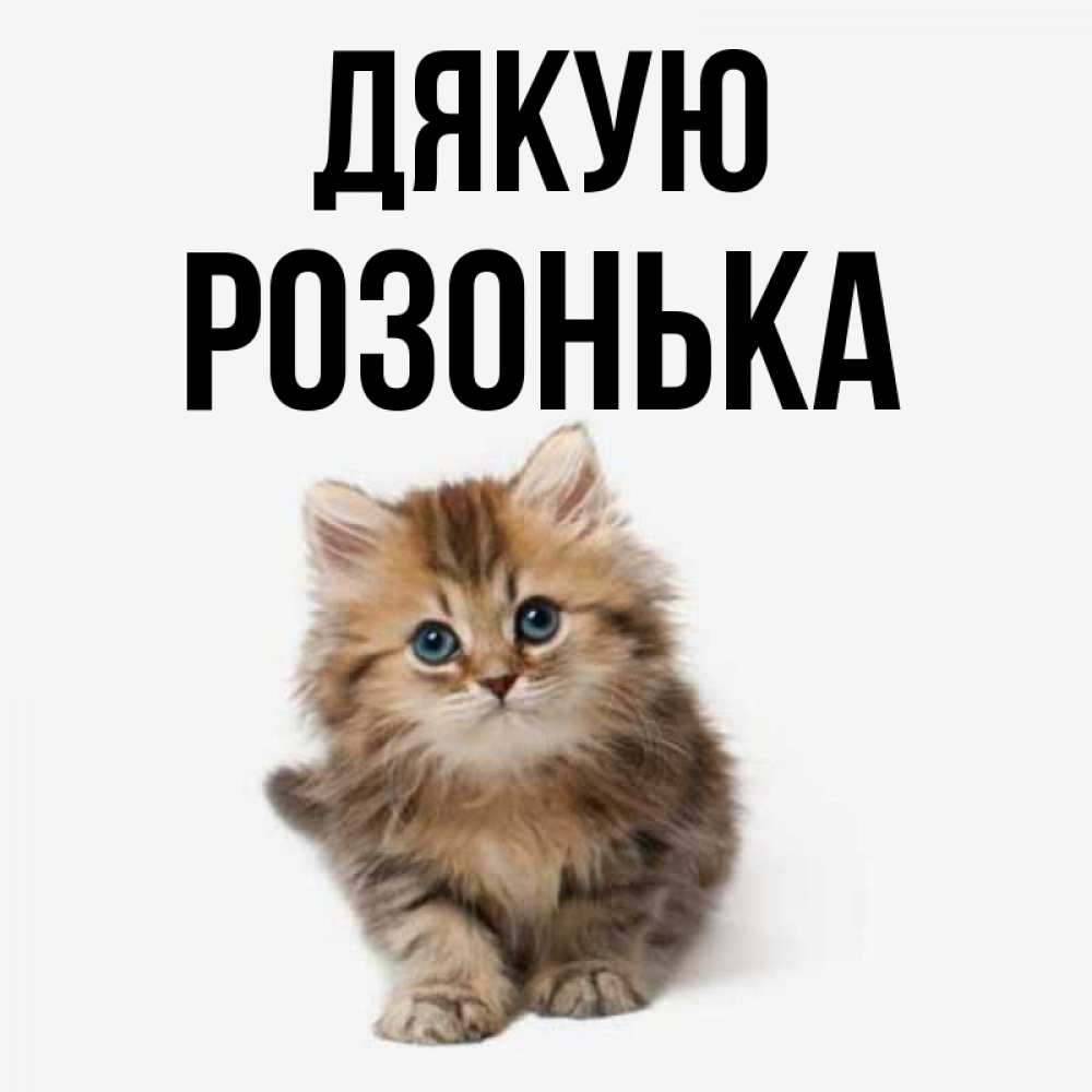 Открытка на каждый день з підписом, Розонька Дякую пушистый котик Прикольна листівка з побажанням онлайн скачати безкоштовно 