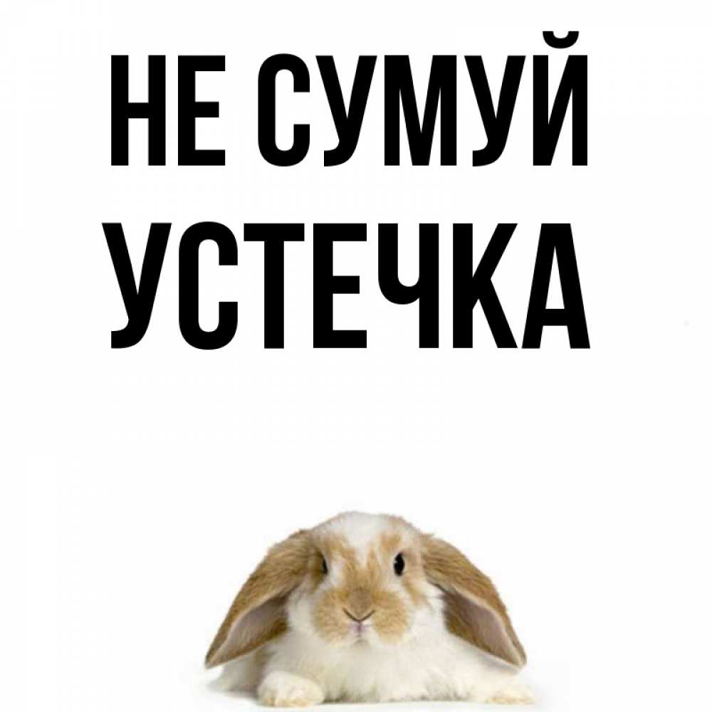Открытка на каждый день з підписом, Устечка Не сумуй коричнево белый заяц с большими ушками Прикольна листівка з побажанням онлайн скачати безкоштовно 