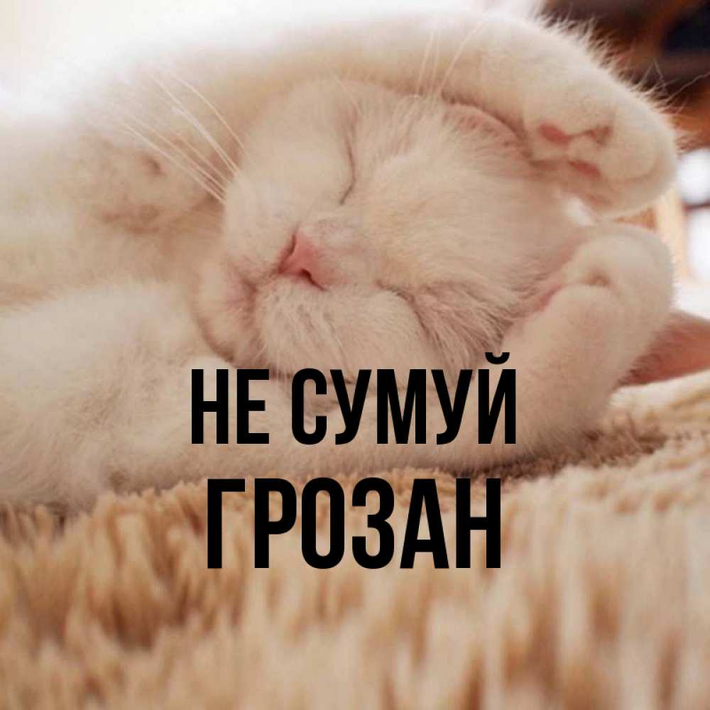 Открытка на каждый день з підписом, Грозан Не сумуй Котенок спит Прикольна листівка з побажанням онлайн скачати безкоштовно 