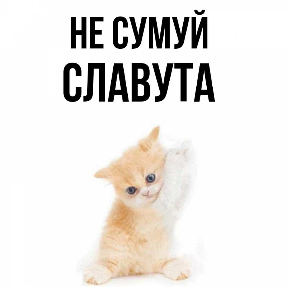Открытка на каждый день з підписом, Славута Не сумуй просящий кот Прикольна листівка з побажанням онлайн скачати безкоштовно 