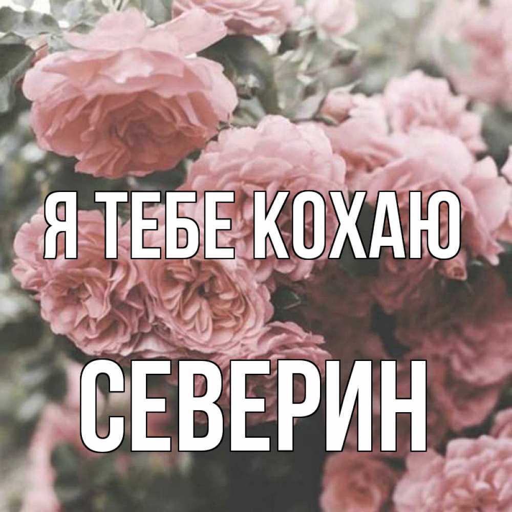 Открытка на каждый день з підписом, Северин Я тебе кохаю розы 3 Прикольна листівка з побажанням онлайн скачати безкоштовно 