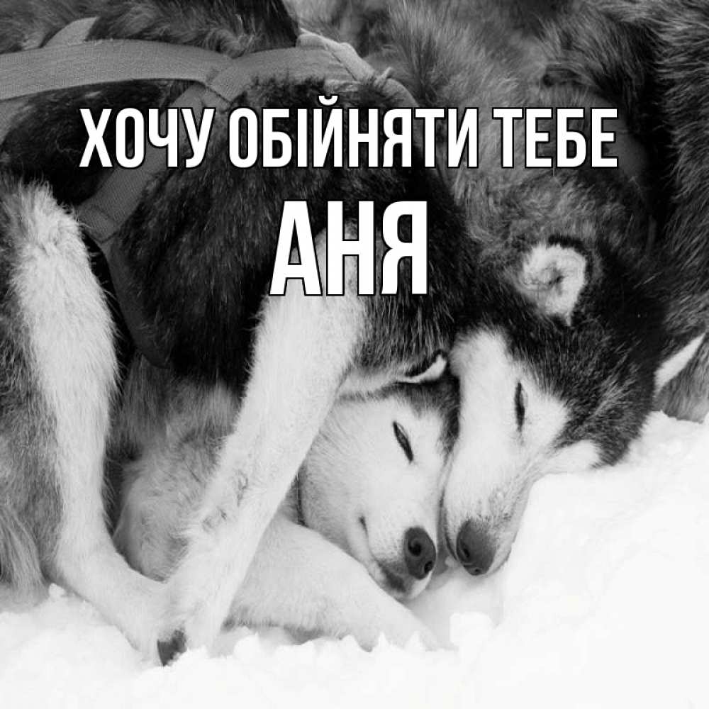 Открытка на каждый день з підписом, Аня Хочу обійняти тебе собачки в упряжке Прикольна листівка з побажанням онлайн скачати безкоштовно 