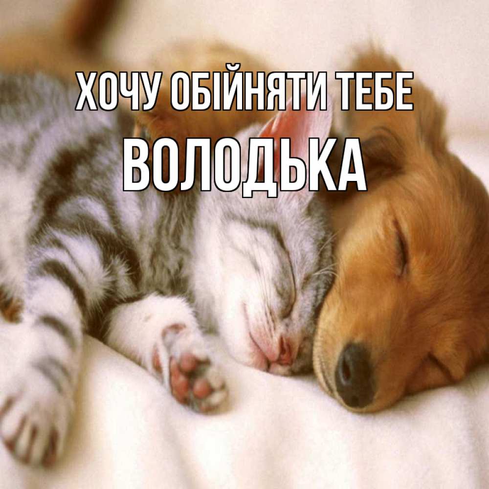 Открытка на каждый день з підписом, Володька Хочу обійняти тебе пес и котенок Прикольна листівка з побажанням онлайн скачати безкоштовно 