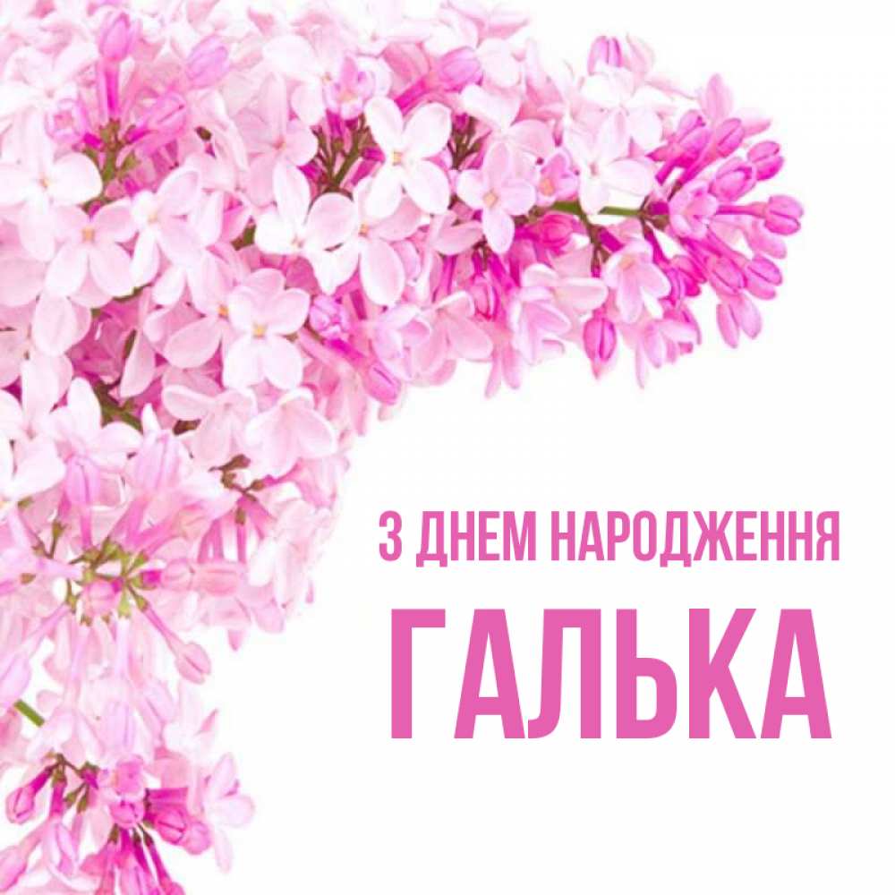 Открытка на каждый день з підписом, Галька З Днем народження Сирень на белом фоне Прикольна листівка з побажанням онлайн скачати безкоштовно 