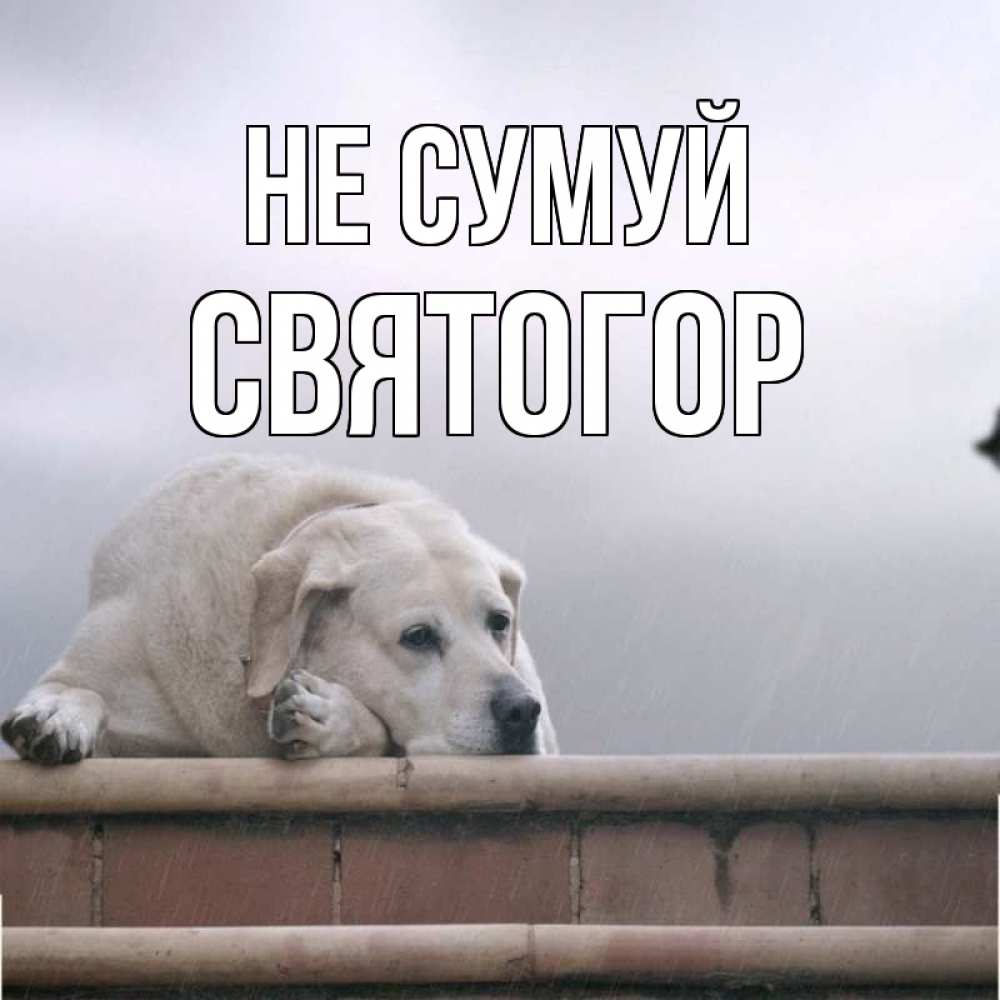 Открытка на каждый день з підписом, Святогор Не сумуй белый пес 1 Прикольна листівка з побажанням онлайн скачати безкоштовно 