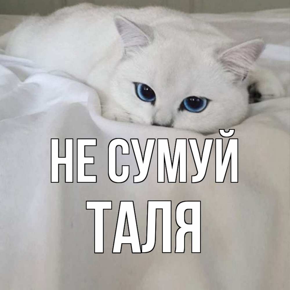 Открытка на каждый день з підписом, Таля Не сумуй белый кот с голубыми глазами на белоснежной кровати Прикольна листівка з побажанням онлайн скачати безкоштовно 