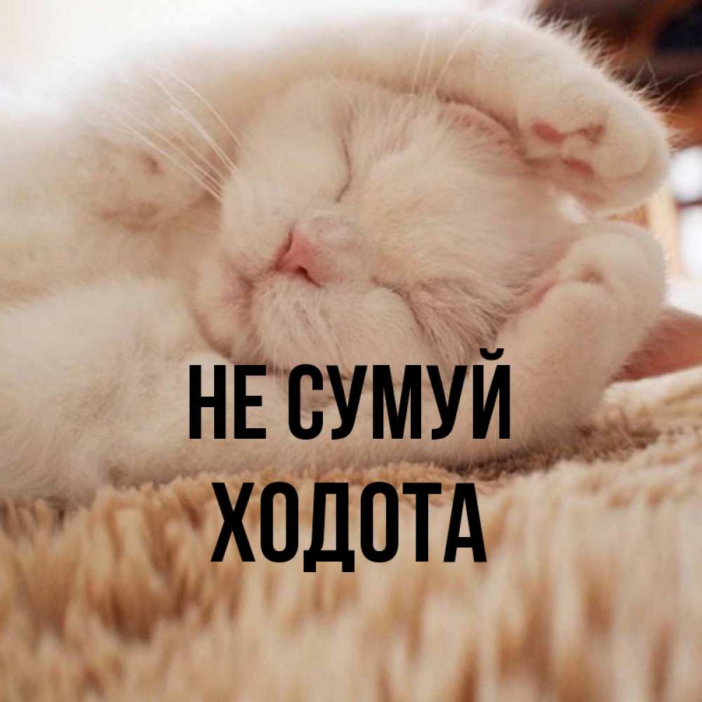 Открытка на каждый день з підписом, Ходота Не сумуй Котенок спит Прикольна листівка з побажанням онлайн скачати безкоштовно 