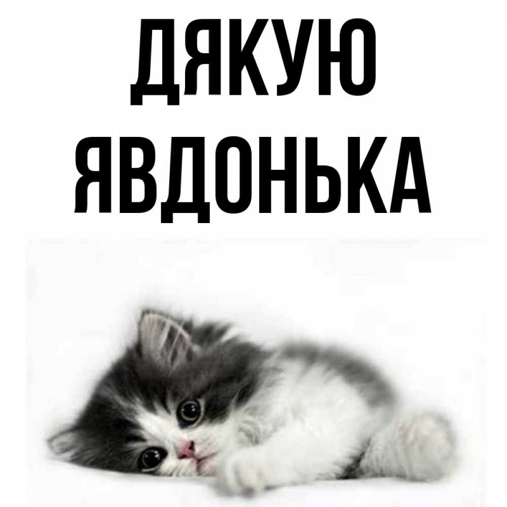 Открытка на каждый день з підписом, Явдонька Дякую черный и белый кот Прикольна листівка з побажанням онлайн скачати безкоштовно 