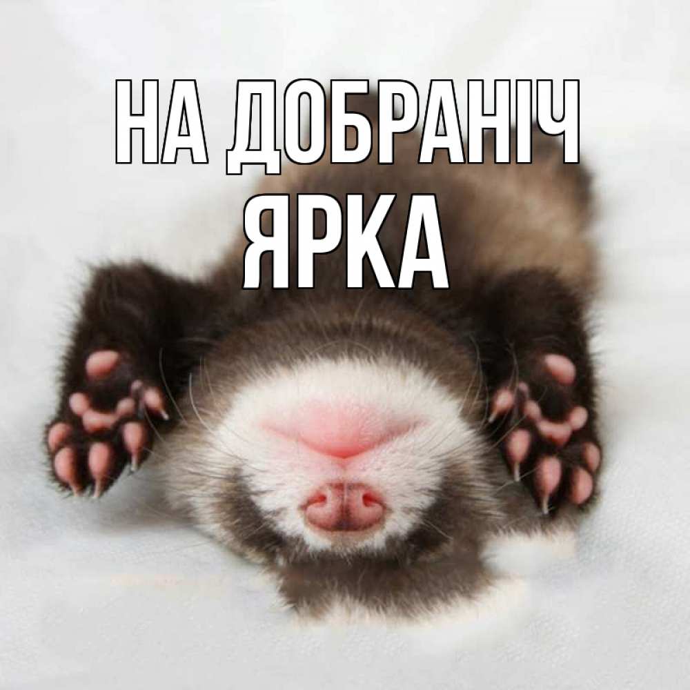 Открытка на каждый день з підписом, Ярка На добраніч зверек Прикольна листівка з побажанням онлайн скачати безкоштовно 