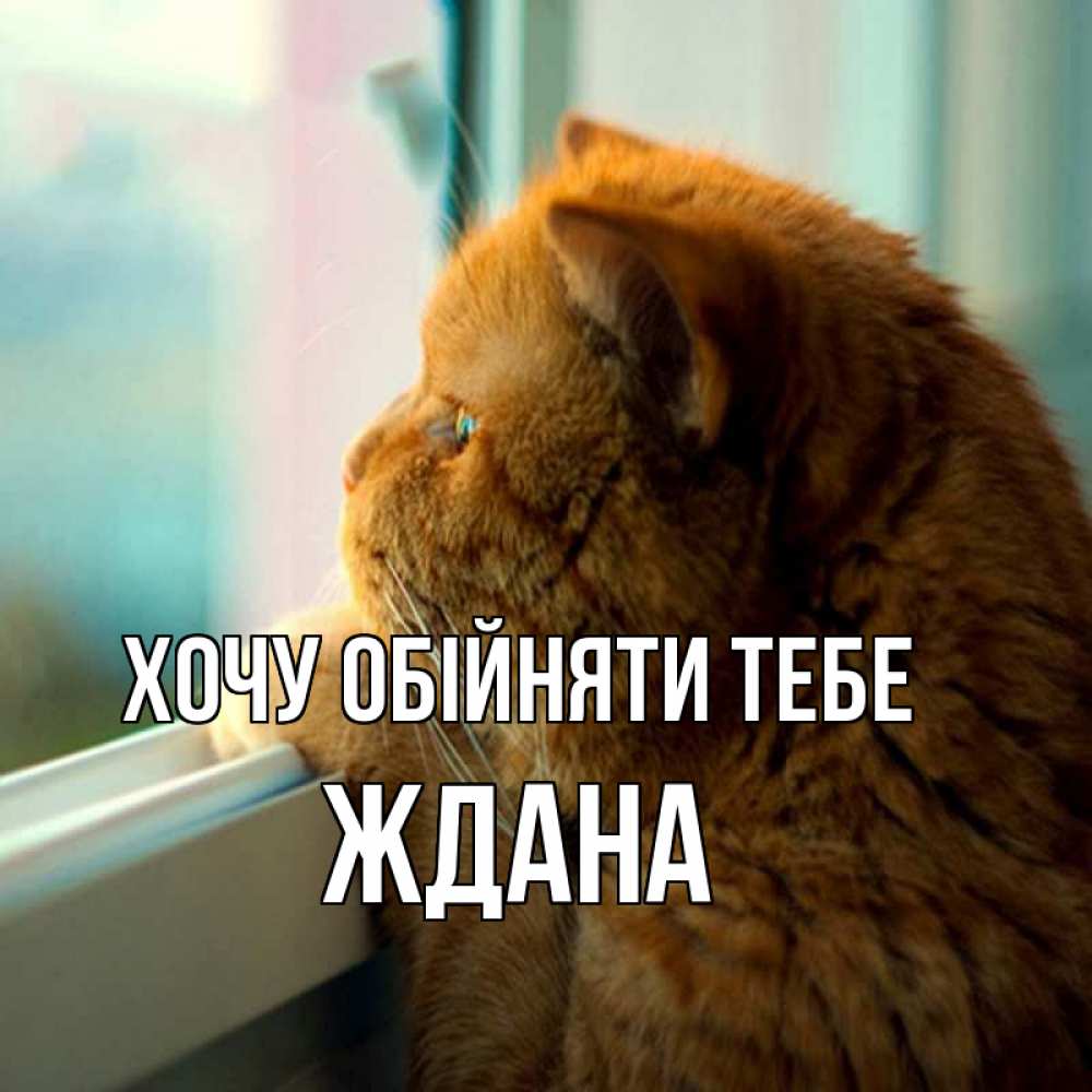 Открытка на каждый день з підписом, Ждана Хочу обійняти тебе большой огромный рыжий котяра Прикольна листівка з побажанням онлайн скачати безкоштовно 