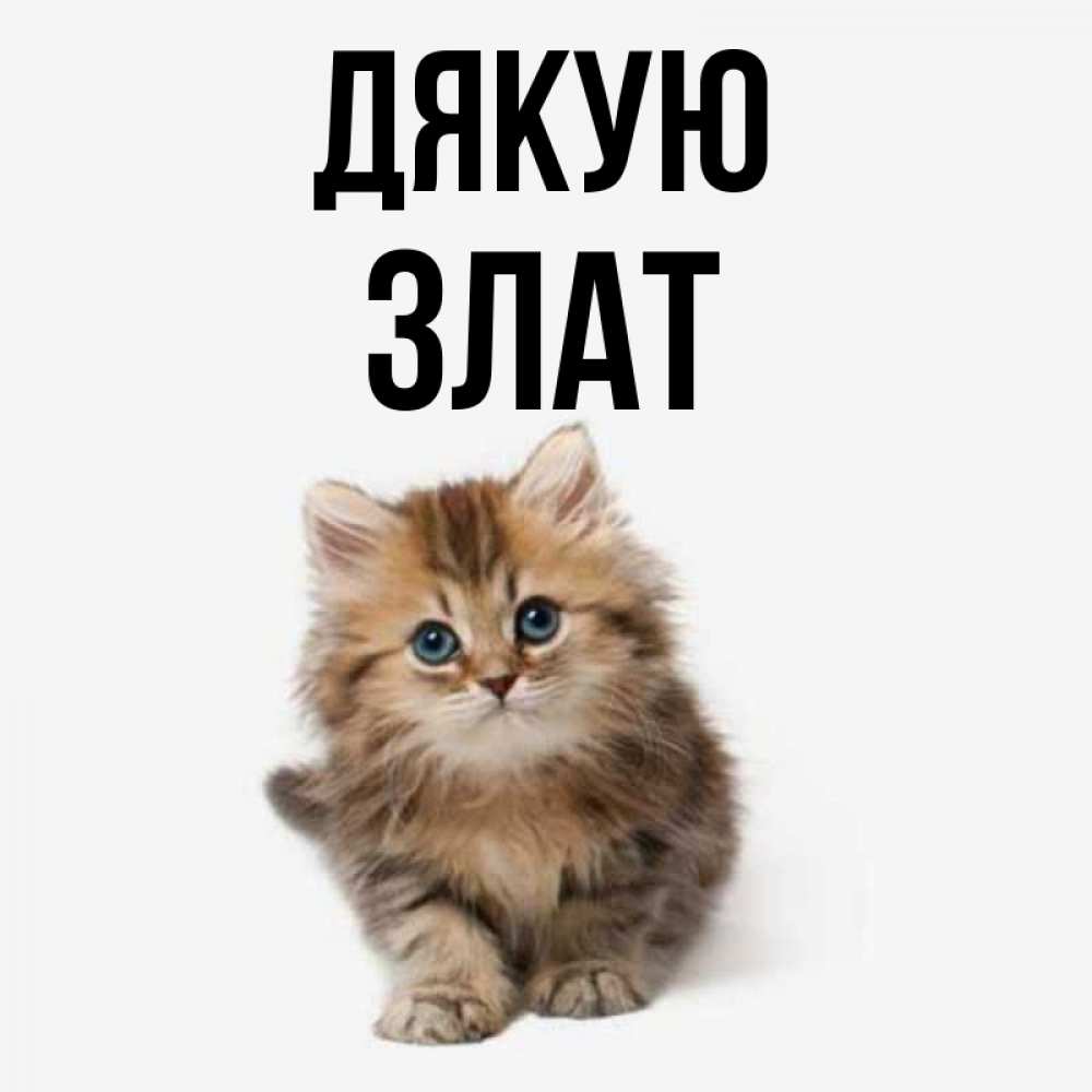 Открытка на каждый день з підписом, Злат Дякую пушистый котик Прикольна листівка з побажанням онлайн скачати безкоштовно 