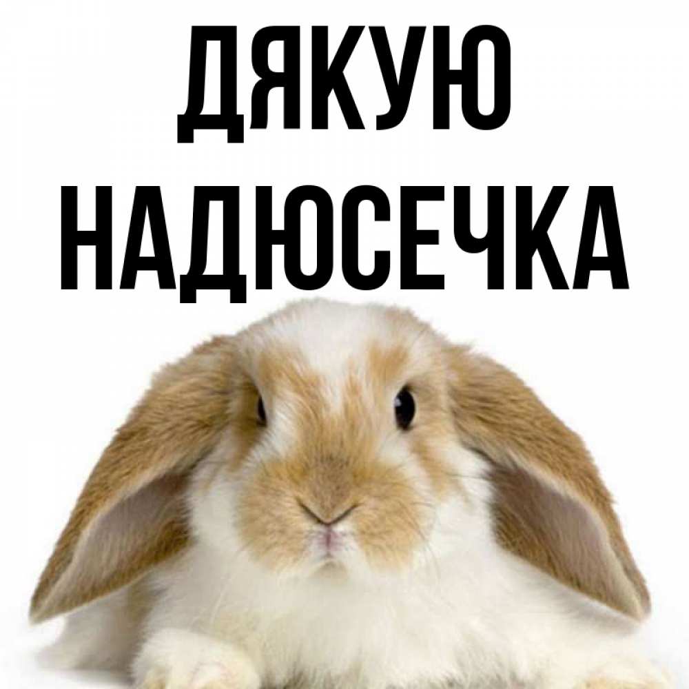 Открытка на каждый день з підписом, Надюсечка Дякую коричнево белый заяц Прикольна листівка з побажанням онлайн скачати безкоштовно 