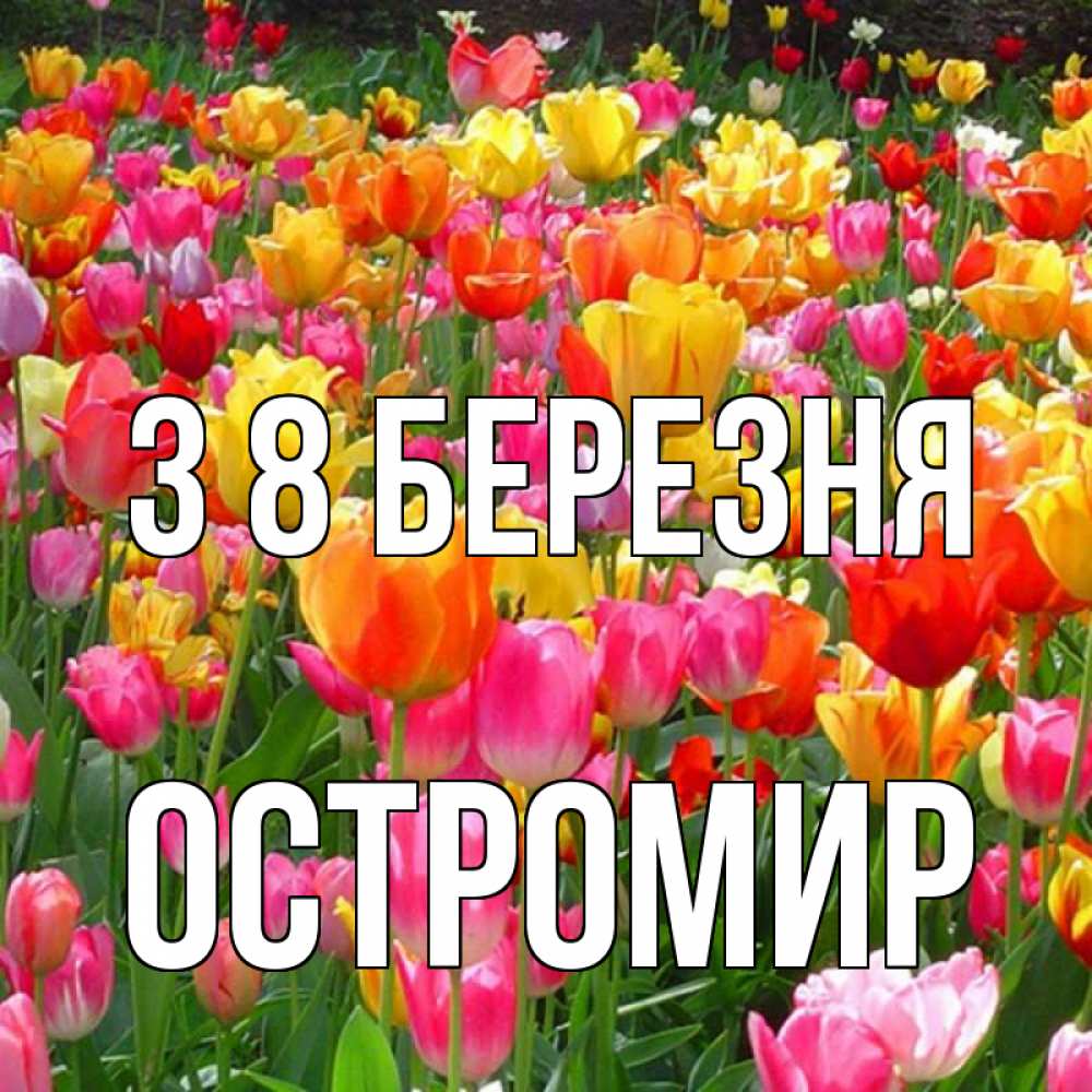 Открытка на каждый день з підписом, Остромир З 8 БЕРЕЗНЯ на международный женский день Прикольна листівка з побажанням онлайн скачати безкоштовно 