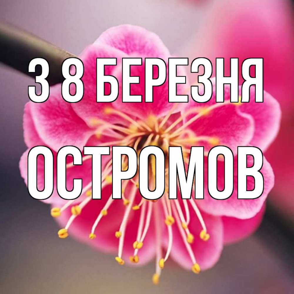 Открытка на каждый день з підписом, Остромов З 8 БЕРЕЗНЯ цветы Прикольна листівка з побажанням онлайн скачати безкоштовно 