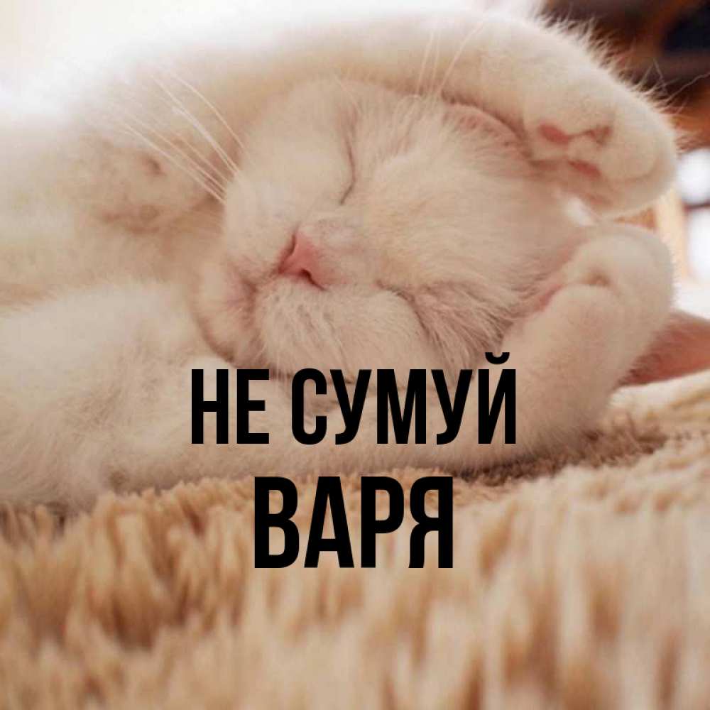 Открытка на каждый день з підписом, Варя Не сумуй Котенок спит Прикольна листівка з побажанням онлайн скачати безкоштовно 