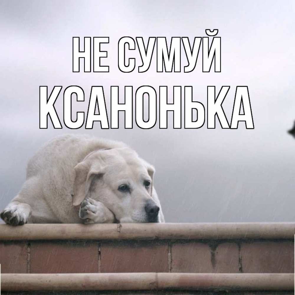 Открытка на каждый день з підписом, Ксанонька Не сумуй белый пес 1 Прикольна листівка з побажанням онлайн скачати безкоштовно 