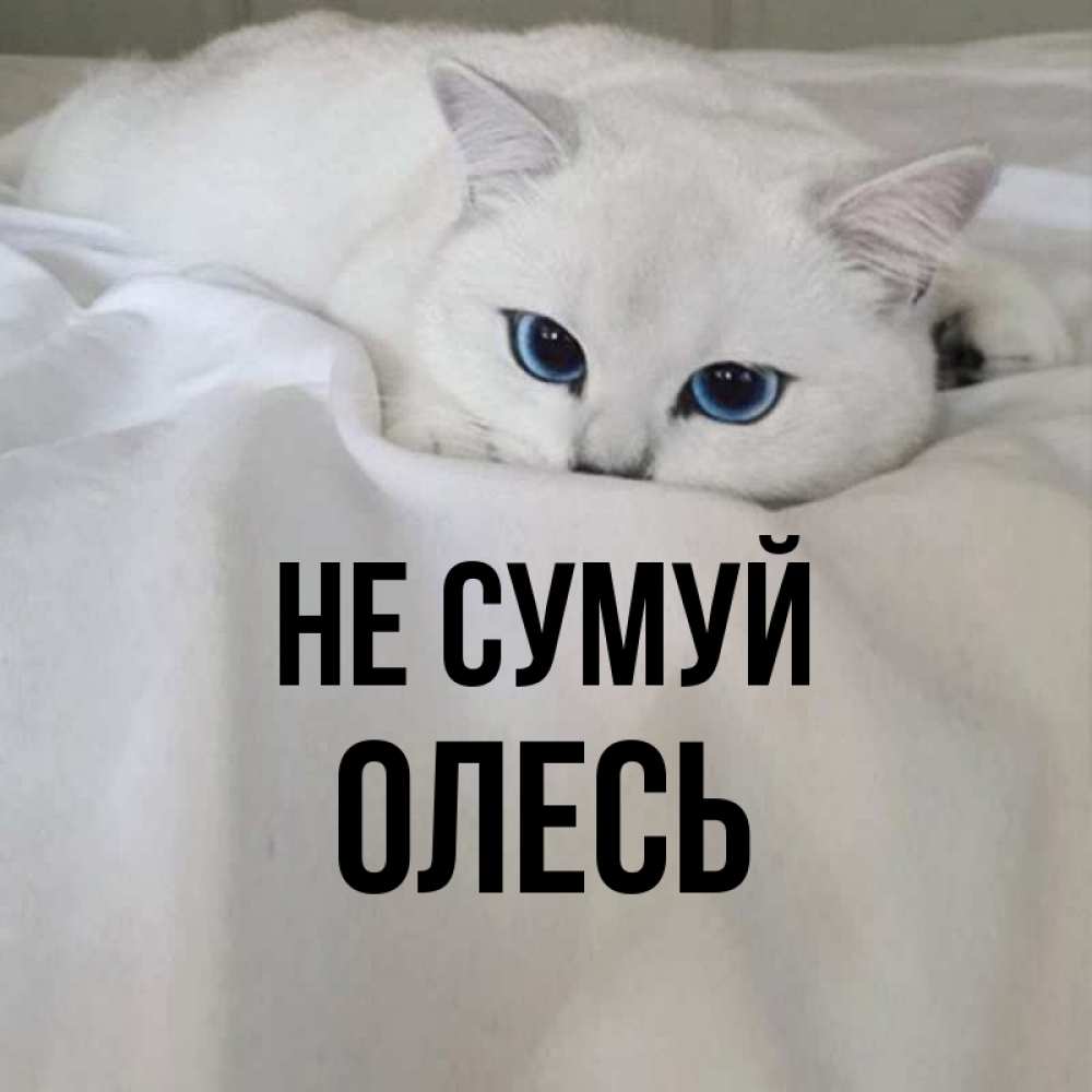 Открытка на каждый день з підписом, Олесь Не сумуй Голубоглазая кошка Прикольна листівка з побажанням онлайн скачати безкоштовно 