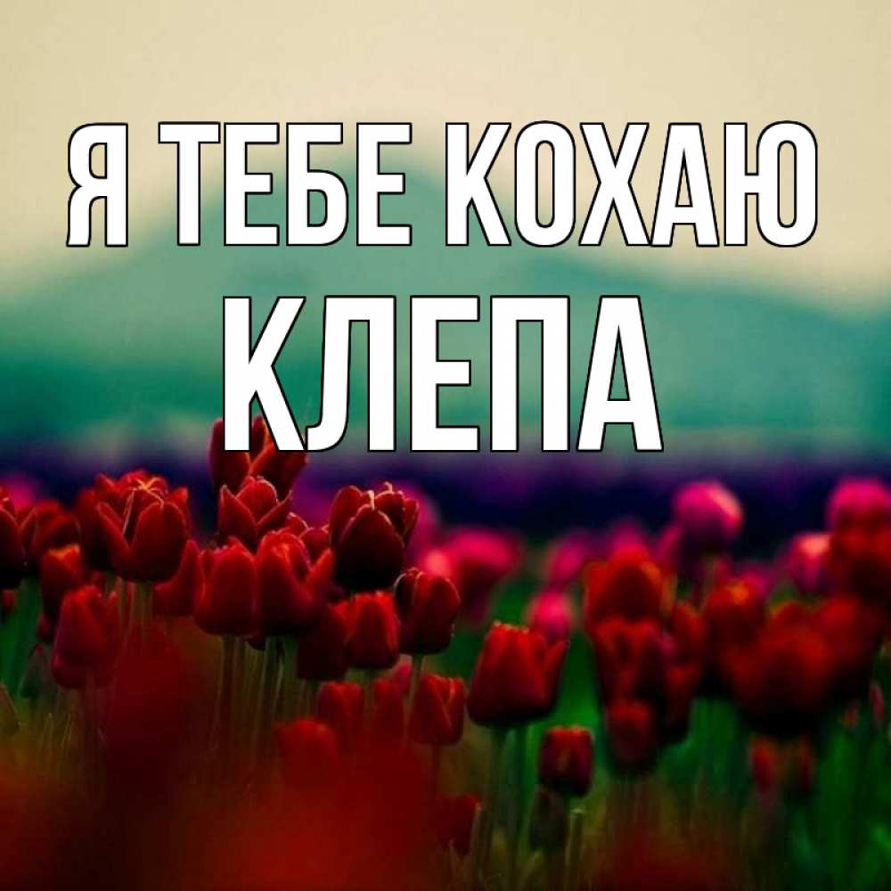 Открытка на каждый день з підписом, Клепа Я тебе кохаю тюльпаны 4 Прикольна листівка з побажанням онлайн скачати безкоштовно 