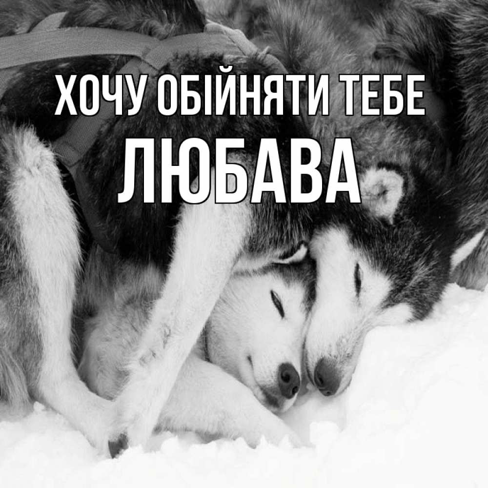 Открытка на каждый день з підписом, Любава Хочу обійняти тебе собачки в упряжке Прикольна листівка з побажанням онлайн скачати безкоштовно 