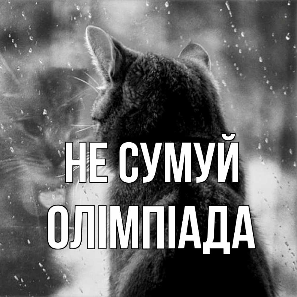 Открытка на каждый день з підписом, Олімпіада Не сумуй отражение кота 1 Прикольна листівка з побажанням онлайн скачати безкоштовно 
