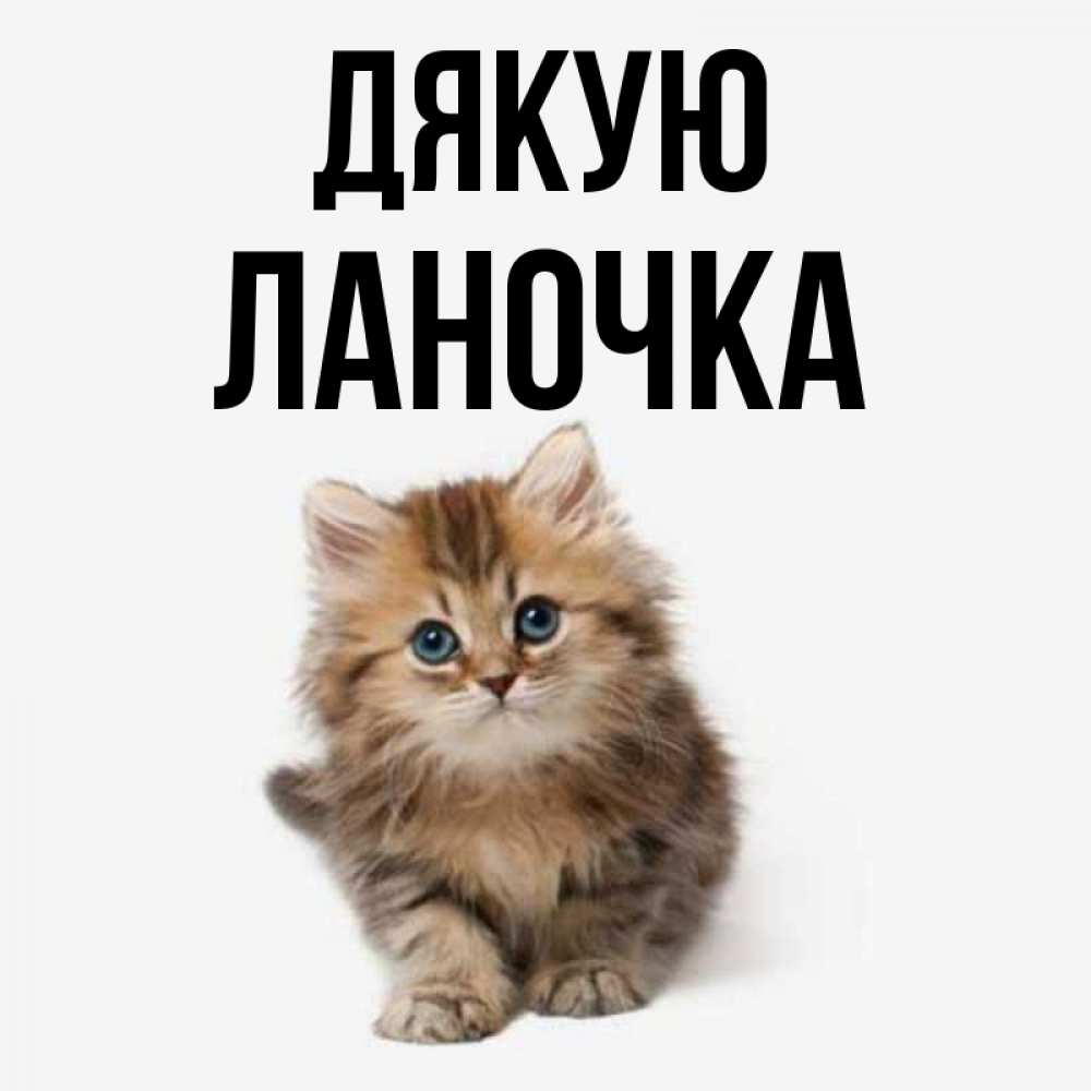 Открытка на каждый день з підписом, Ланочка Дякую пушистый котик Прикольна листівка з побажанням онлайн скачати безкоштовно 