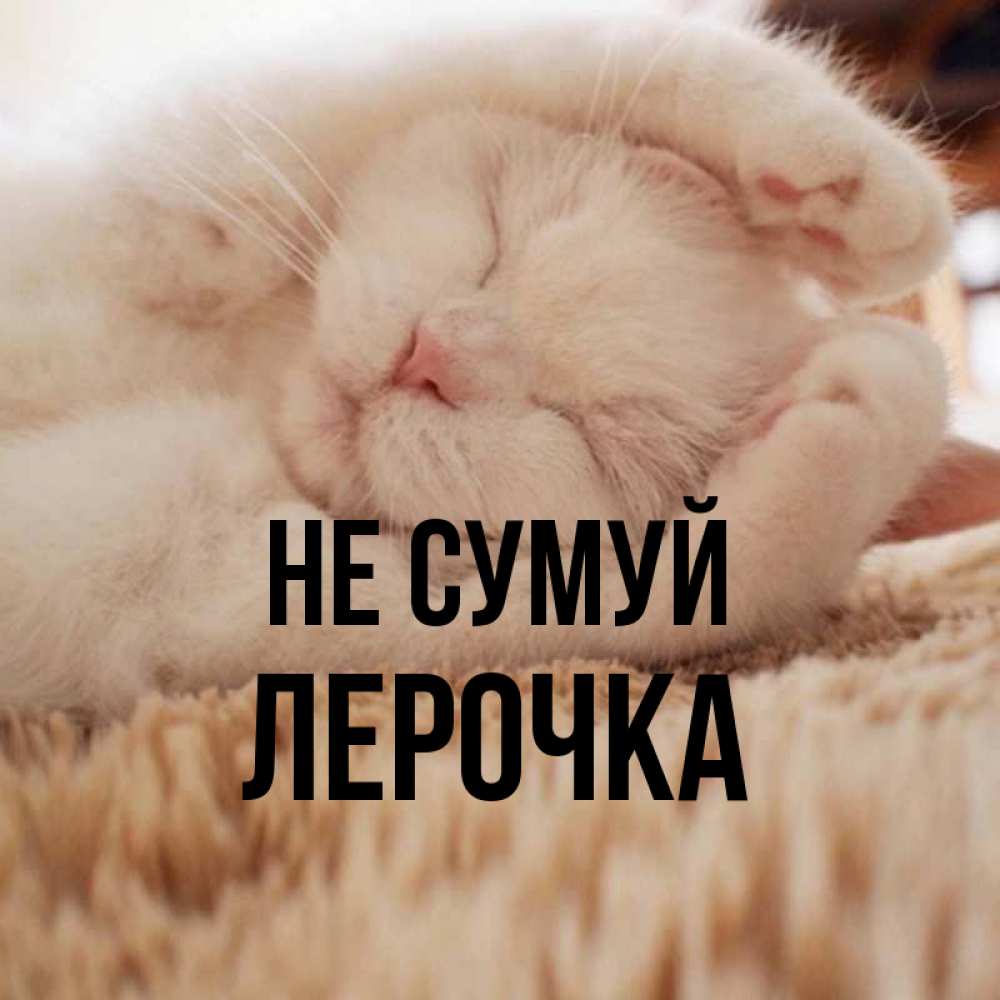 Открытка на каждый день з підписом, Лерочка Не сумуй Котенок спит Прикольна листівка з побажанням онлайн скачати безкоштовно 