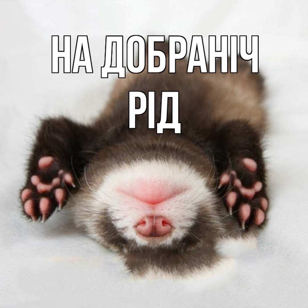 Открытка на каждый день з підписом, Рід На добраніч зверек Прикольна листівка з побажанням онлайн скачати безкоштовно 