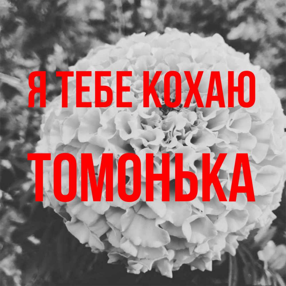 Открытка на каждый день з підписом, Томонька Я тебе кохаю подпись Прикольна листівка з побажанням онлайн скачати безкоштовно 