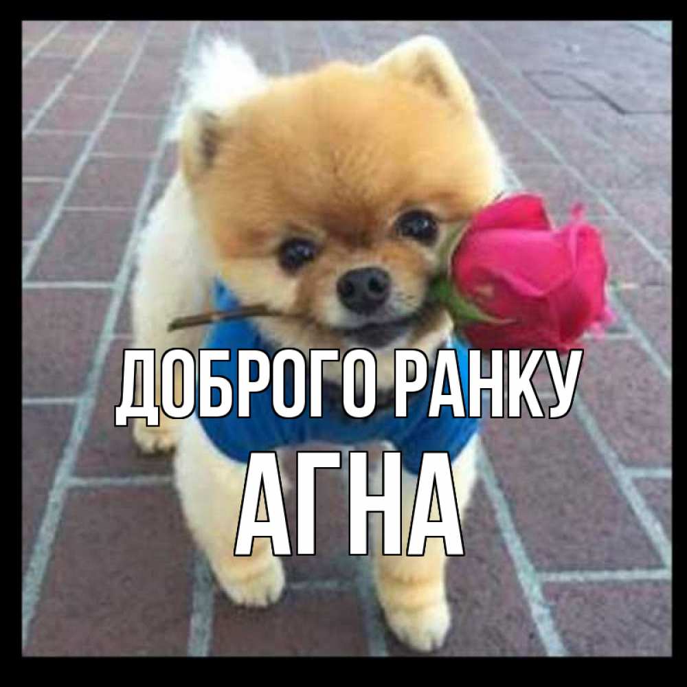 Открытка на каждый день з підписом, Агна Доброго ранку роза в зубах Прикольна листівка з побажанням онлайн скачати безкоштовно 