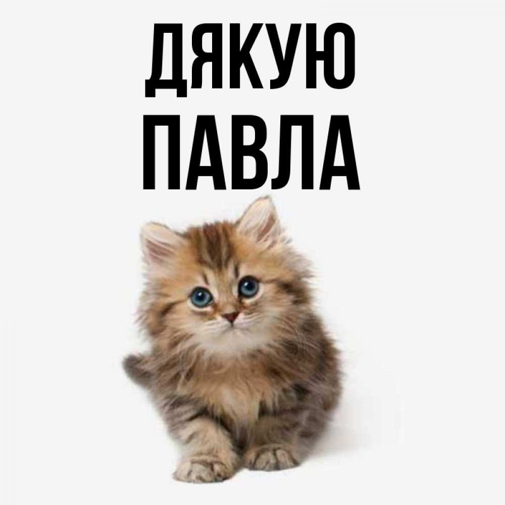Открытка на каждый день з підписом, Павла Дякую пушистый котик Прикольна листівка з побажанням онлайн скачати безкоштовно 