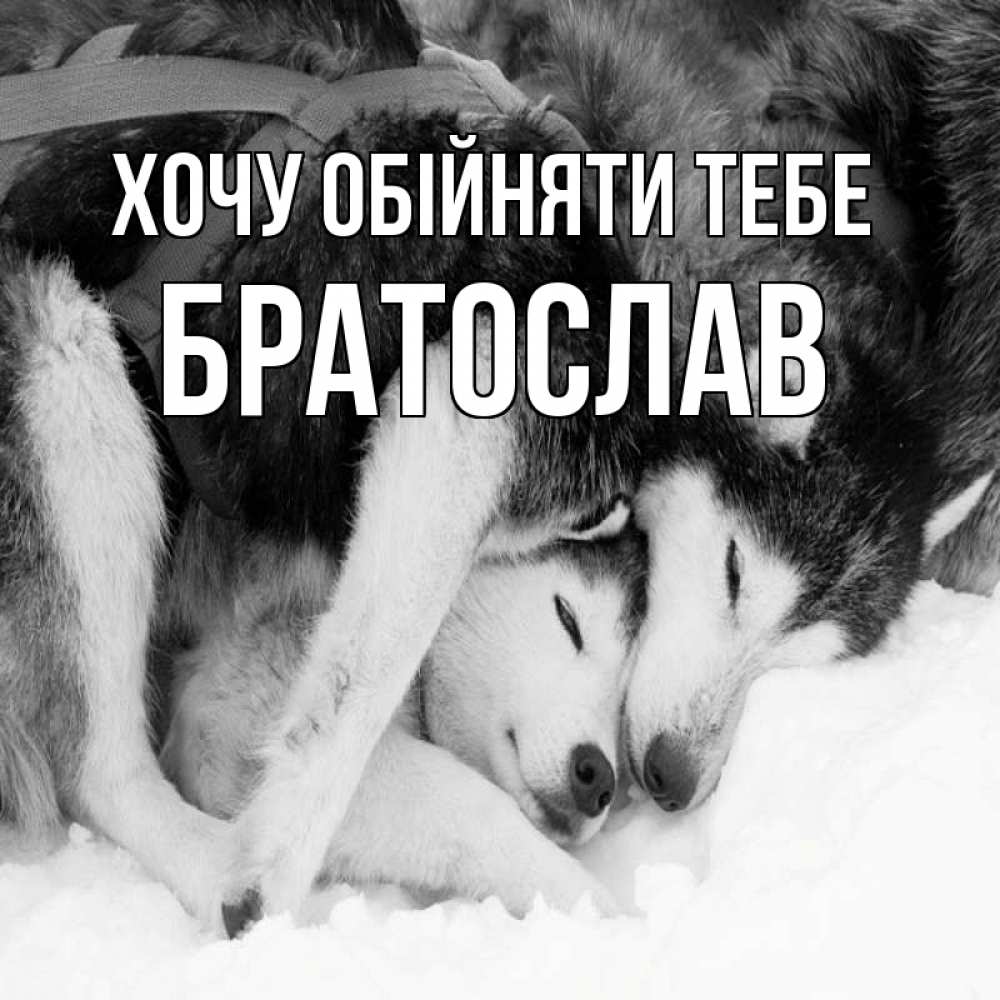 Открытка на каждый день з підписом, Братослав Хочу обійняти тебе собачки в упряжке Прикольна листівка з побажанням онлайн скачати безкоштовно 