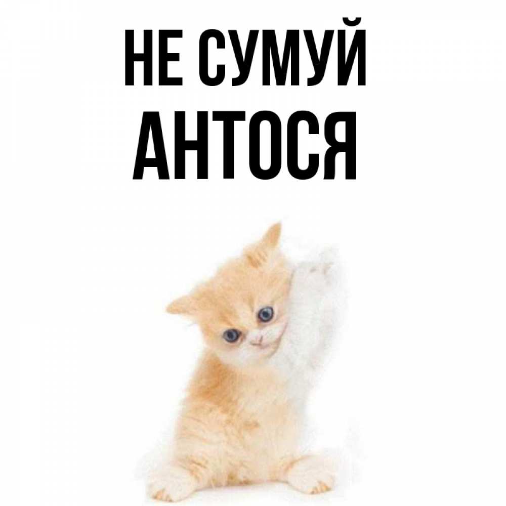 Открытка на каждый день з підписом, Антося Не сумуй просящий кот Прикольна листівка з побажанням онлайн скачати безкоштовно 