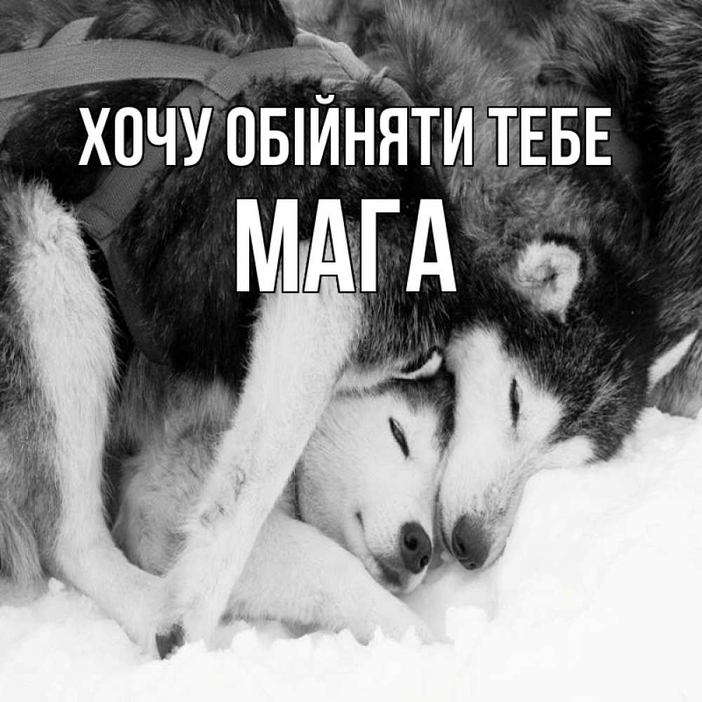 Открытка на каждый день з підписом, Мага Хочу обійняти тебе собачки в упряжке Прикольна листівка з побажанням онлайн скачати безкоштовно 